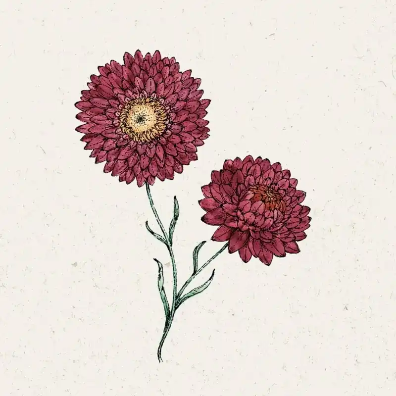 Jora Dahl Strobloem "Scarlet" Helichrysum Bracteatum | Zeer goed beoordeeld