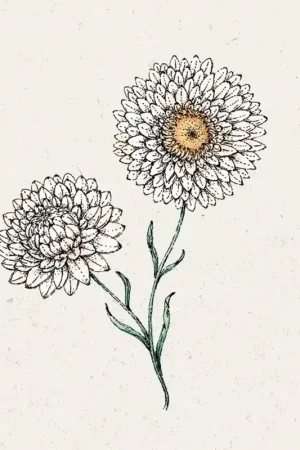 Jora Dahl Strobloem White Helichrysum Bracteatum - Topdeal
