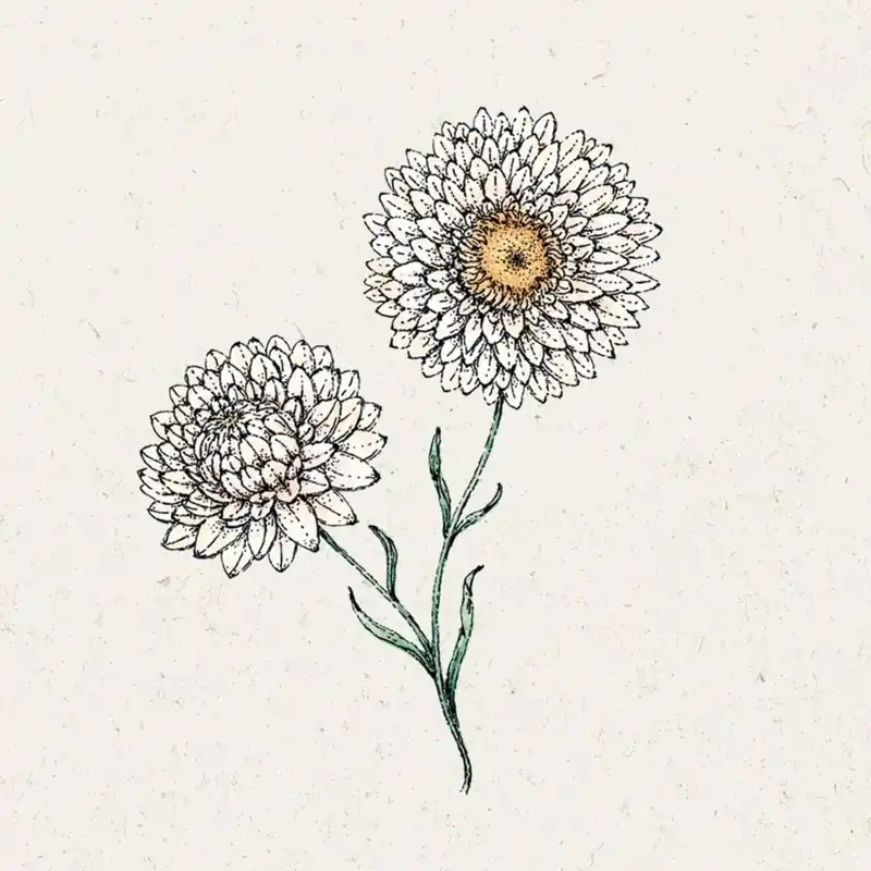 Jora Dahl Strobloem White Helichrysum Bracteatum - Topdeal