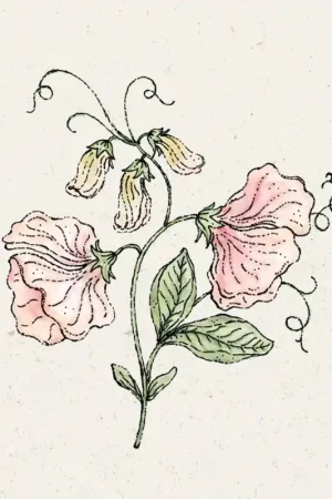 Voordelig | Jora Dahl Welriekende Lathyrus Spring Sunshine Champagne Lathyrus Odoratus