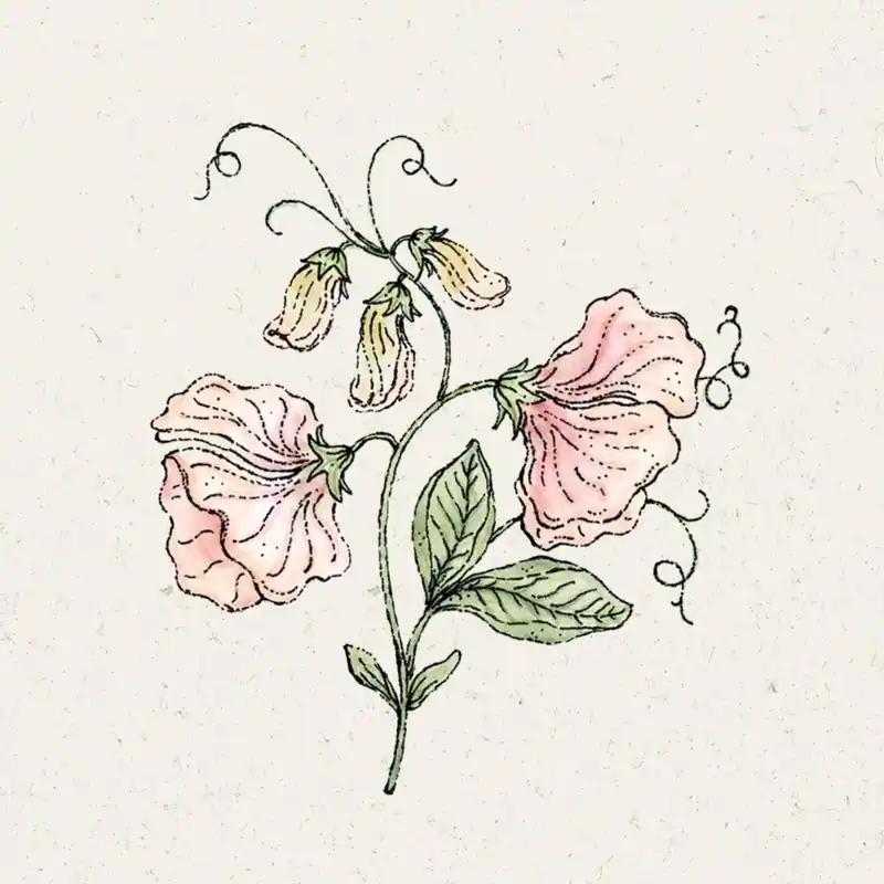 Voordelig | Jora Dahl Welriekende Lathyrus Spring Sunshine Champagne Lathyrus Odoratus