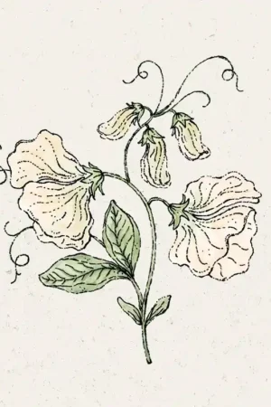 Jora Dahl Welriekende lathyrus Spring Sunshine Cream Lathyrus Odoratus | Op voorraad