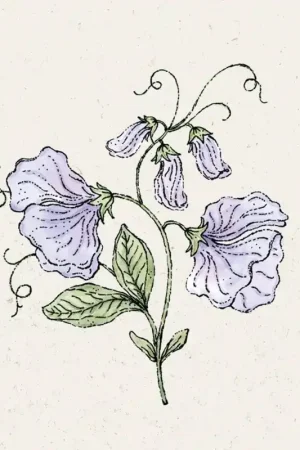 Net binnen - Jora Dahl Welriekende Lathyrus Spring Sunshine Light Blue Lathyrus Odoratus