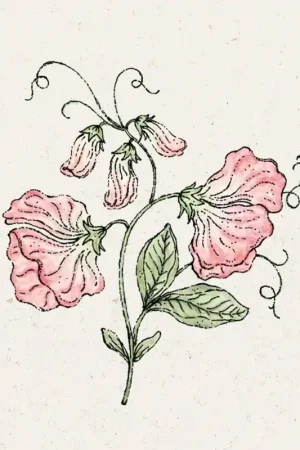 Veel voordeel | Jora Dahl Welriekende lathyrus Spring Sunshine Peach Lathyrus Odoratus