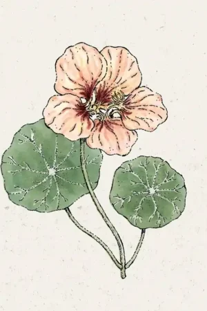 Direct bestellen | Jora Dahl Oost-Indische Tuinkers Salmon Gleam Tropaeolum Majus
