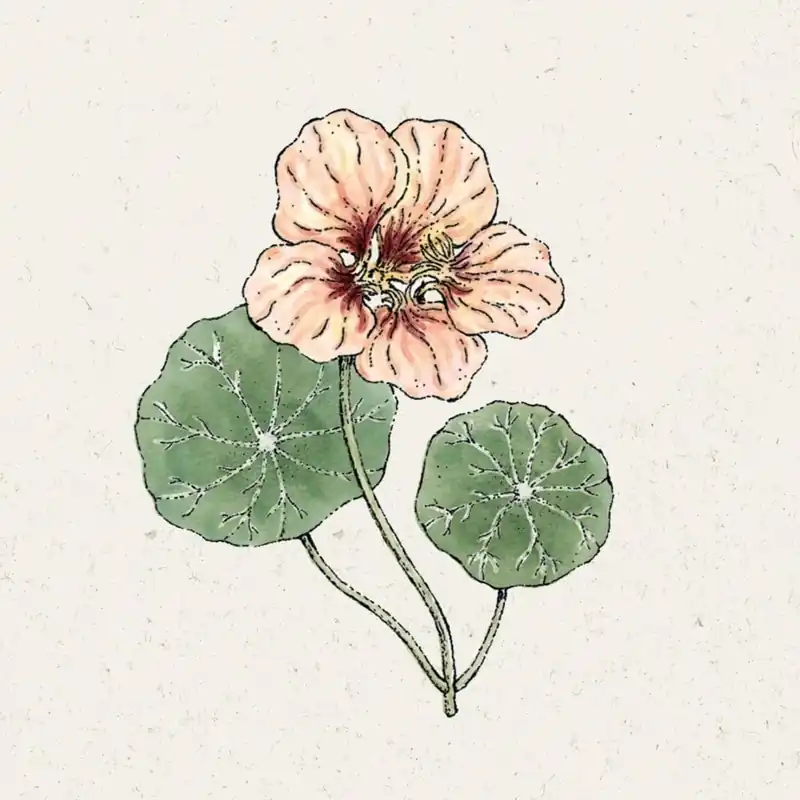 Direct bestellen | Jora Dahl Oost-Indische Tuinkers Salmon Gleam Tropaeolum Majus