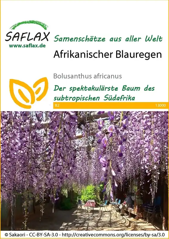 Saflax Afrikaanse Blauwe Regen | Prijs verlaagd