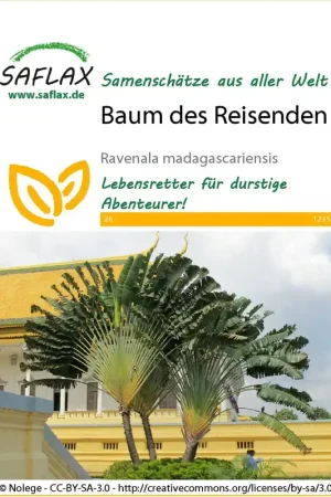 Deal | Saflax Reizigersboom