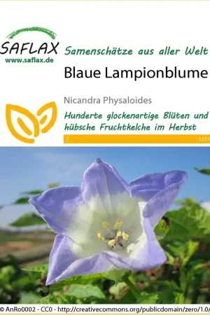 Aanrader | Saflax Blauwe Lantaarnbloem