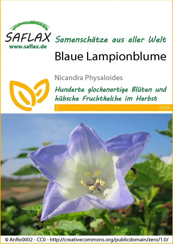 Aanrader | Saflax Blauwe Lantaarnbloem