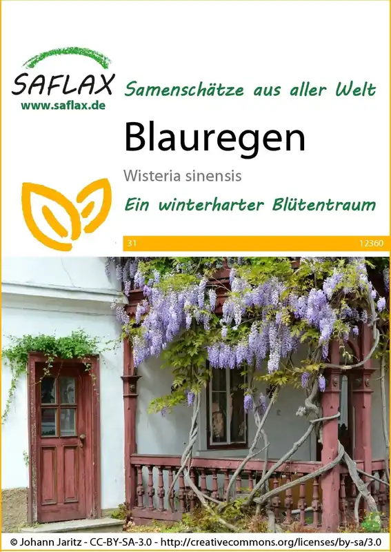 Saflax Blauweregen - Aanbieding