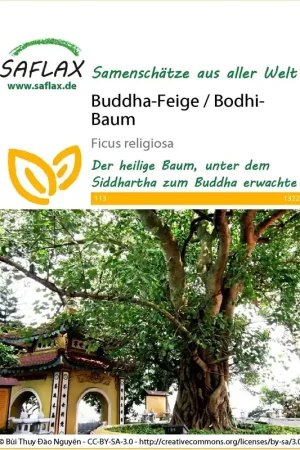 Actie - Saflax Bodhiboom