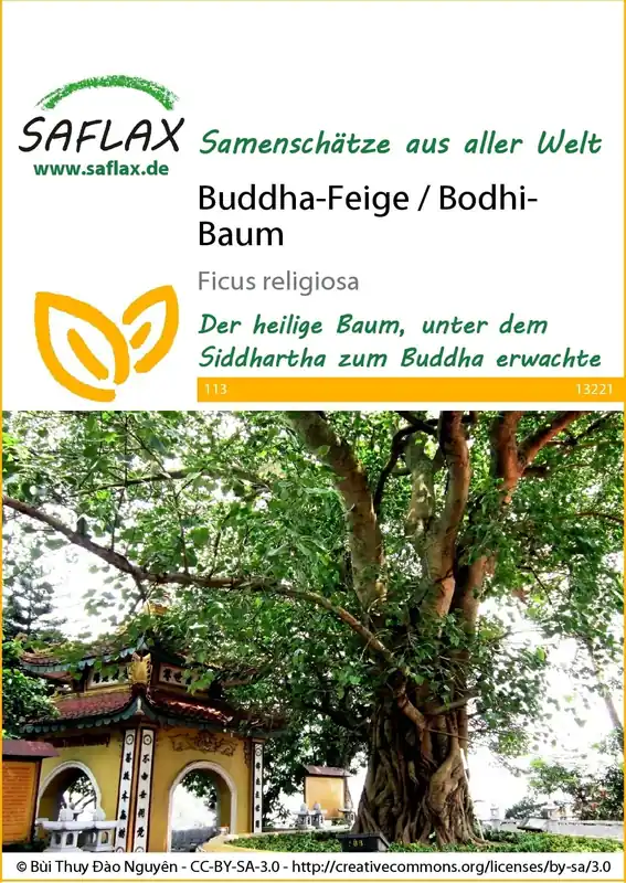Actie - Saflax Bodhiboom