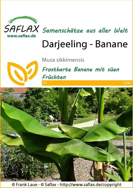 Scherp geprijsd - Saflax Darjeeling - Banaan