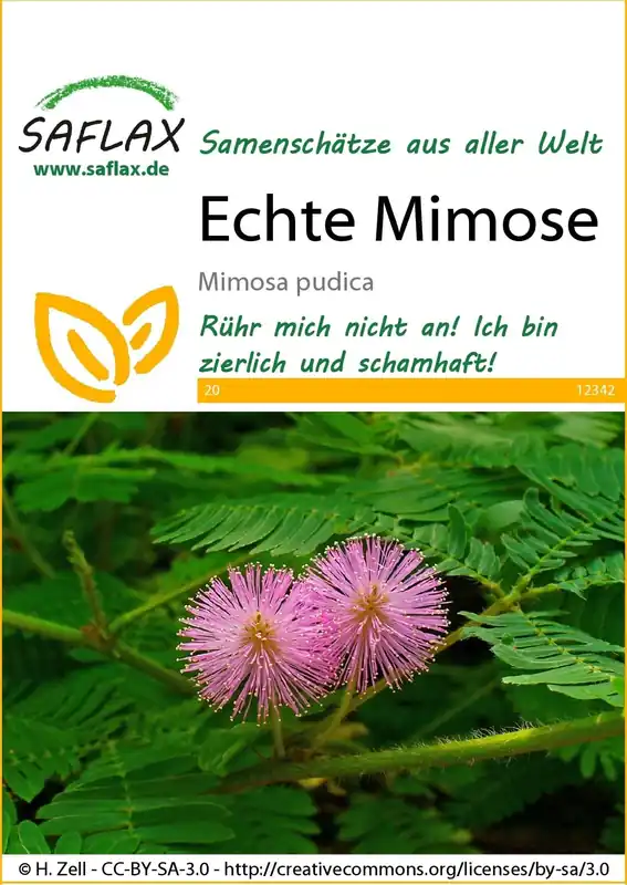 Saflax Echte Mimosa - Hoge kwaliteit