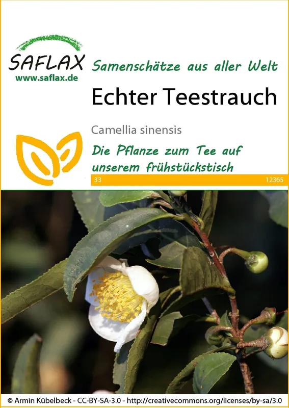 Saflax Theestruik - Mis het niet