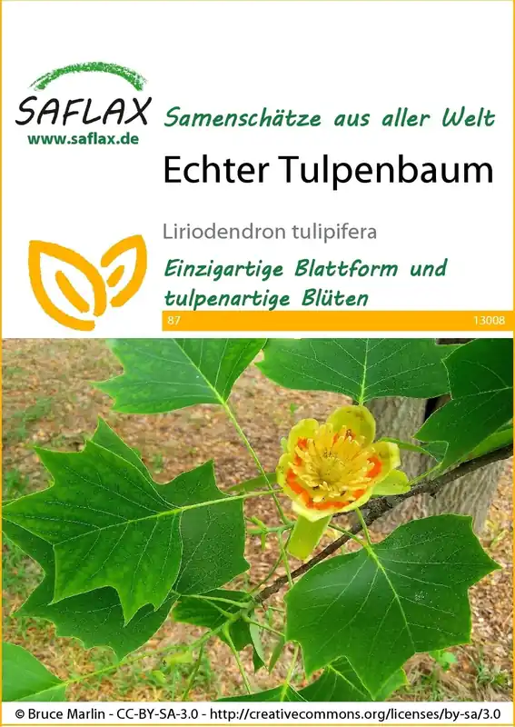 Saflax Amerkikaanse Tulpenboom - Bestel vandaag