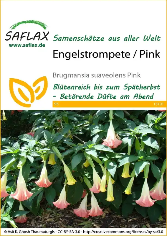 Saflax Engelentrompet / Roze - Actie loopt bijna af
