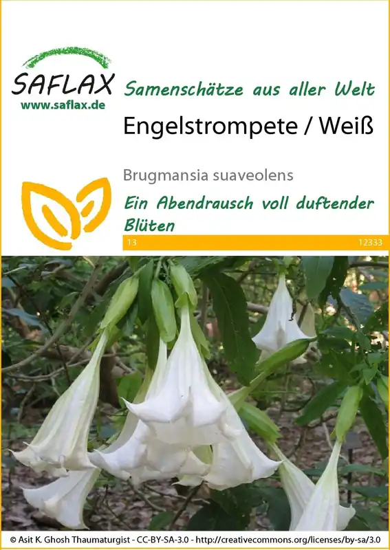 Veilig betalen - Saflax Engelentrompet / Wit