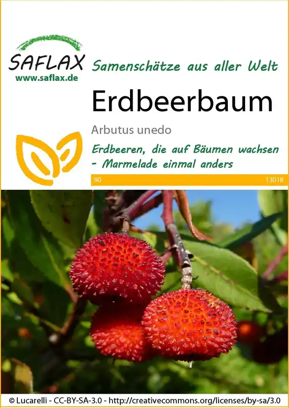 Saflax Aardbeiboom | Snelle levering