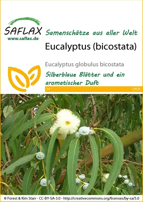 Saflax Eucalyptus (Bicostata) - Extra korting