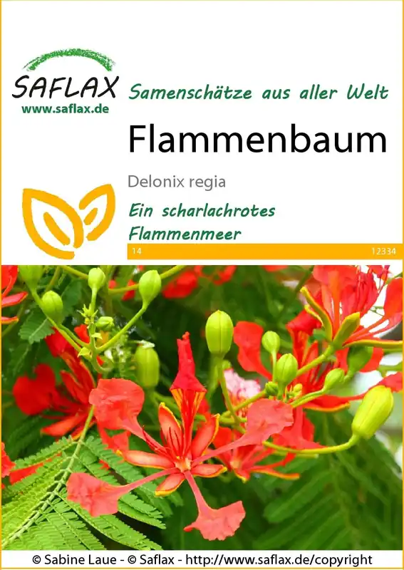 Saflax Flamboyant | Prijsverlaging