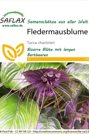 Flitsaanbieding - Saflax Vleermuisbloem