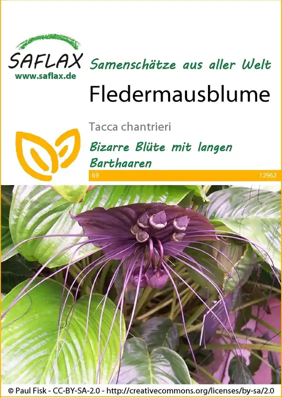 Flitsaanbieding - Saflax Vleermuisbloem
