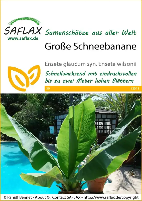 Saflax Sneeuwbanaan - Nog maar enkele beschikbaar
