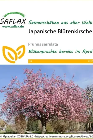 Nieuw binnen | Saflax Japanse Bloeiende Kers