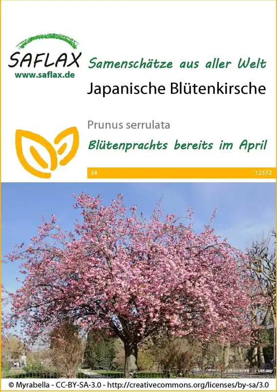 Nieuw binnen | Saflax Japanse Bloeiende Kers