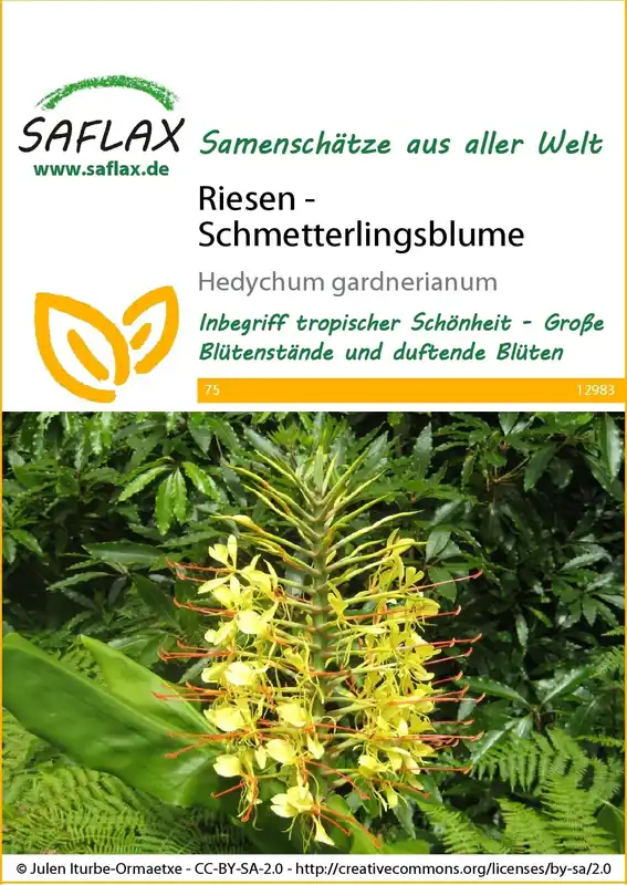 Saflax Reuze Vlinderbloem | Flitsaanbieding