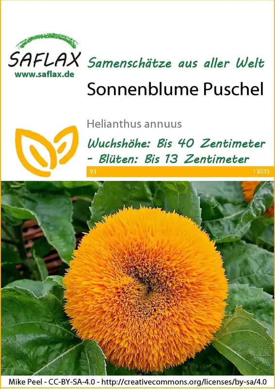 Veel gekozen | Saflax Zonnebloem Puschel