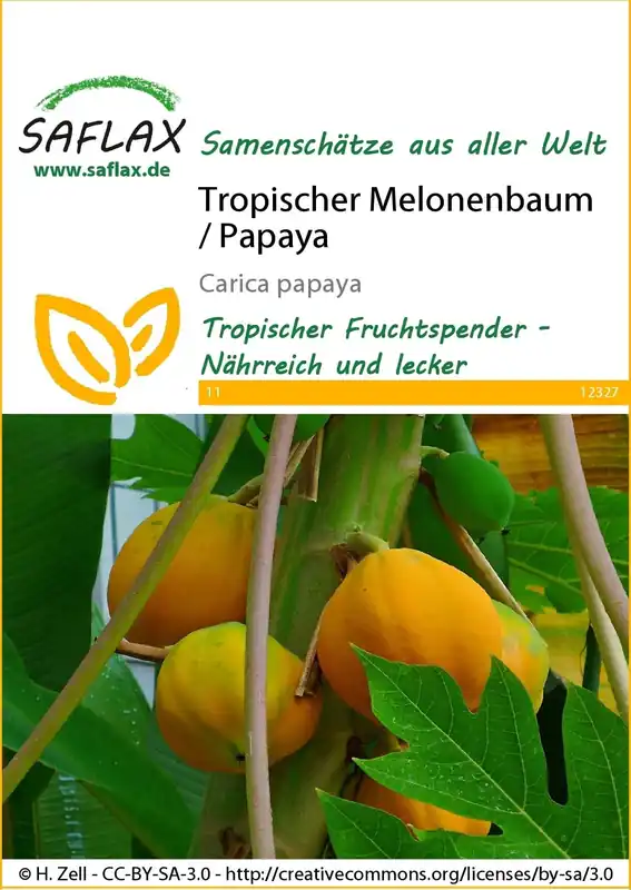 Saflax Tropische Meloenboom / Papaja | Populair