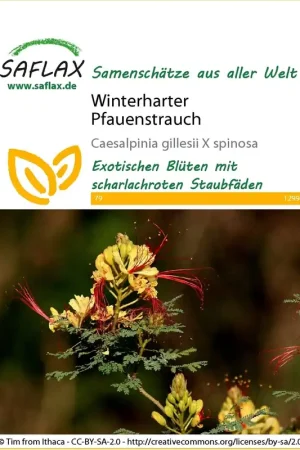 Deal | Saflax Winterharde Paradijsvogelstruik