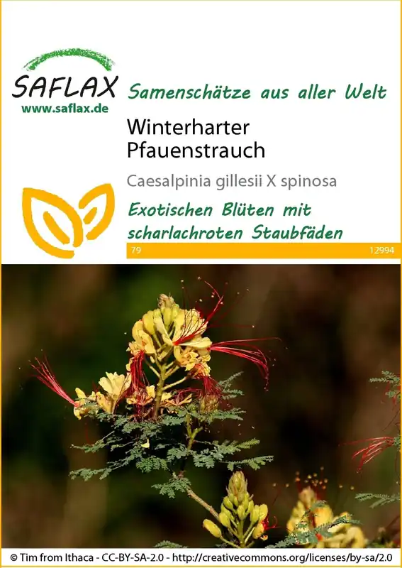 Deal | Saflax Winterharde Paradijsvogelstruik