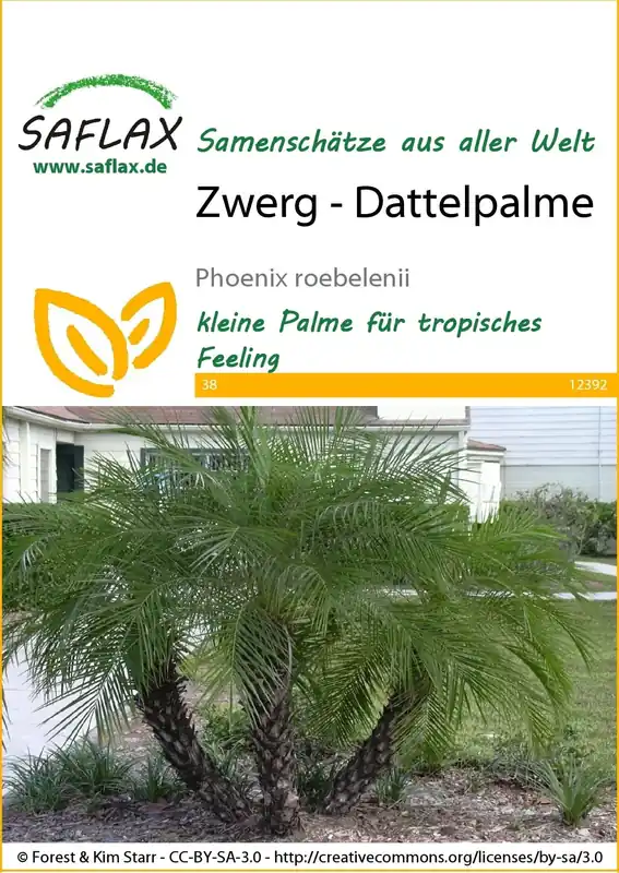 Saflax Dwerg - Dadelpalm | Bespaar meer