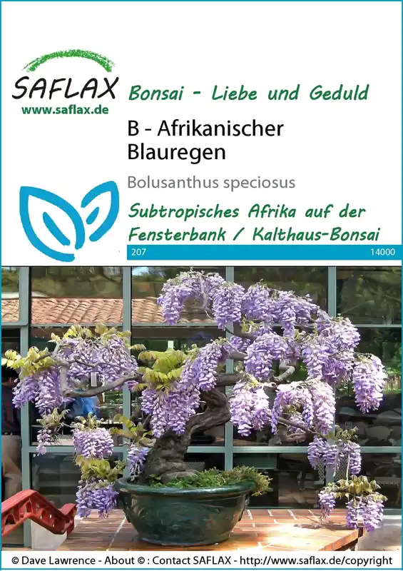 Saflax Bonsai - Afrikaanse Blauwe Regen | Voeg toe aan winkelwagen