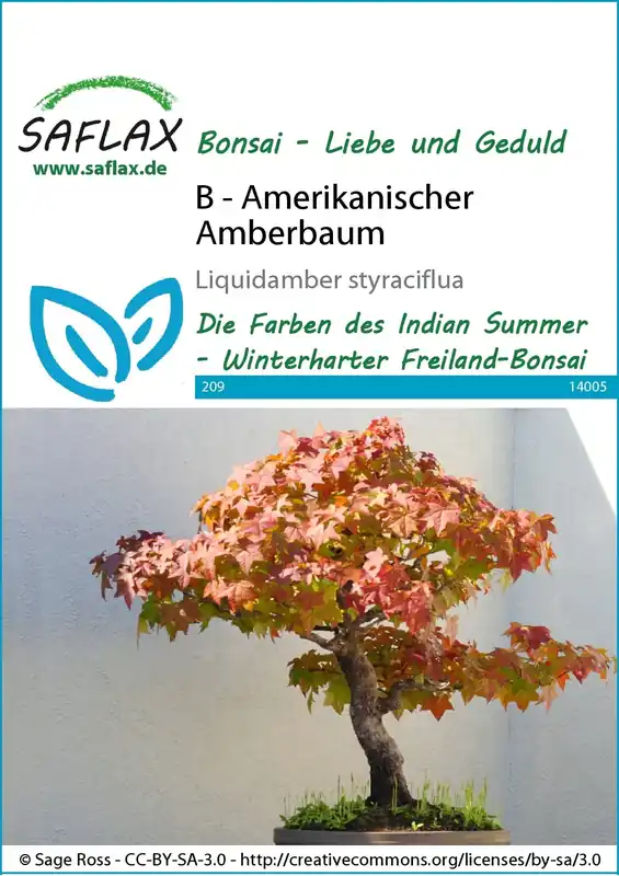 Saflax Bonsai - Amerikaanse Amberboom - Nieuw in de shop