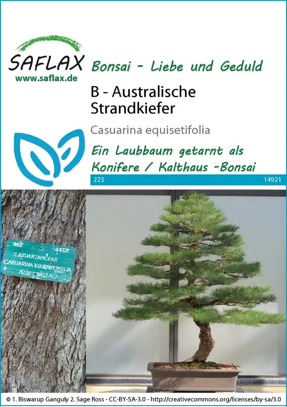Saflax Bonsai - Australische Pijnboom | Gratis retourneren