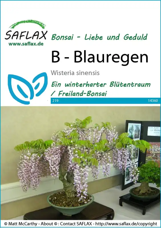 Scherpe prijs - Saflax Bonsai - Blauwe Regen