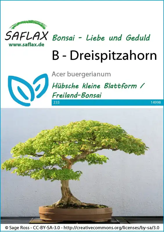 Saflax Bonsai - Drietandesdoorn - Prijs verlaagd