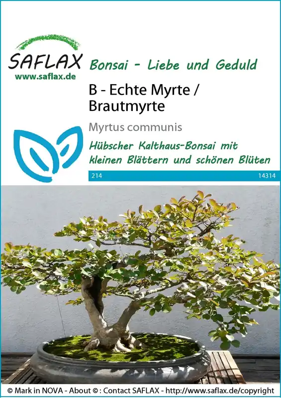 Tijdelijk aanbod | Saflax Bonsai - Mirte