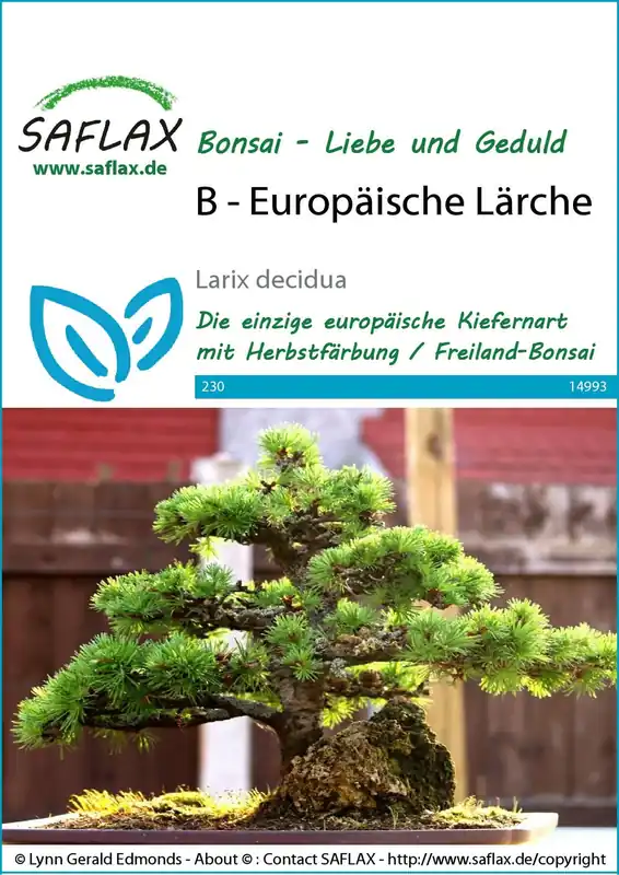 Saflax Bonsai - Europese Lariks - Bestel nu