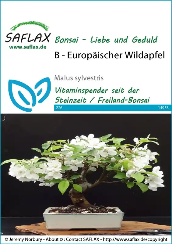 Saflax Bonsai - Europese Wilde appel | Nu kopen