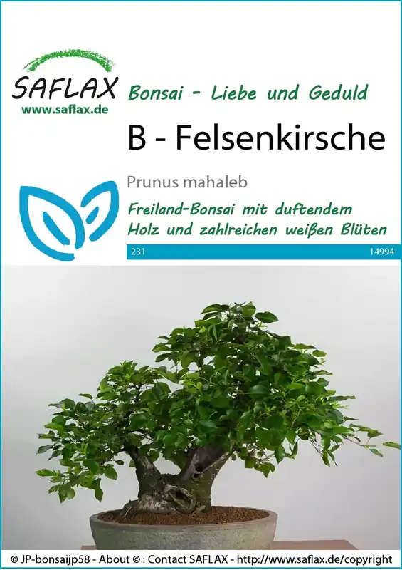 Saflax Bonsai - Weichselboom | Shop nu
