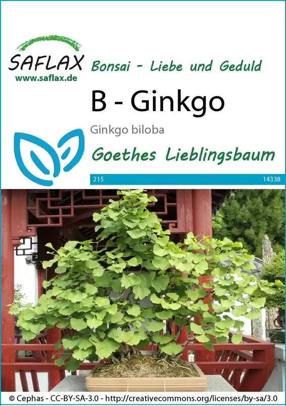 Saflax Bonsai - Ginkgo | Aanbieding