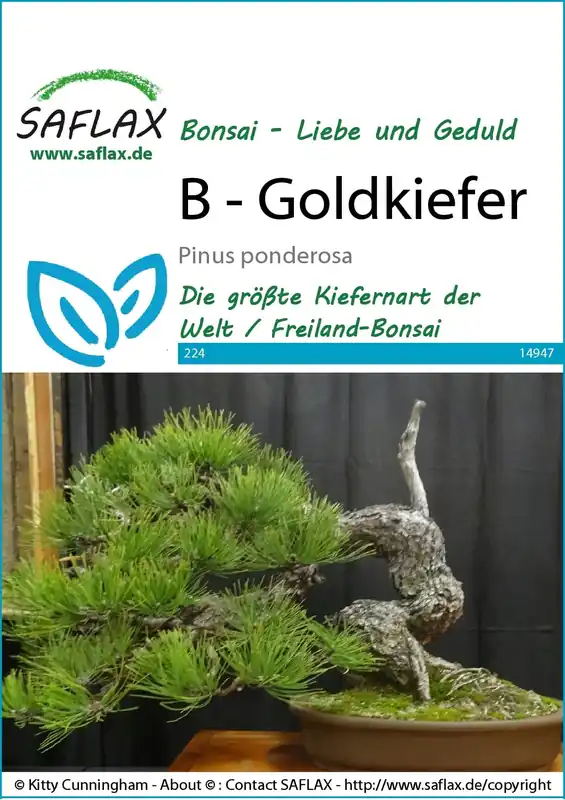 Superprijs | Saflax Bonsai - Gele Den