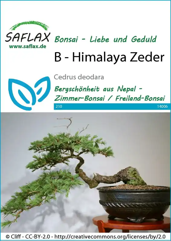 Saflax Bonsai - Deodar Ceder - Nieuw in de shop