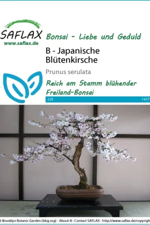 Beste prijs | Saflax Bonsai - Japanse Sierkers